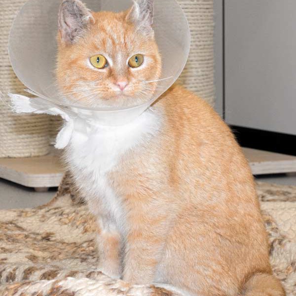 Kätzin Nele  / © 2015 Arche KaNaum (NH) Kätzin Nele / © 2015 Arche KaNaum (NH)