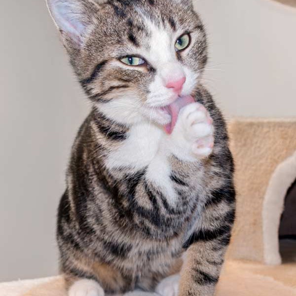 Kater Joda / © 2015 Arche KaNaum (NH)