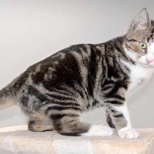 Kater Joda / © 2015 Arche KaNaum (NH)