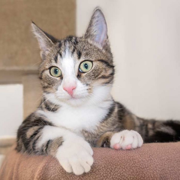 Kater Joda / © 2015 Arche KaNaum (NH)