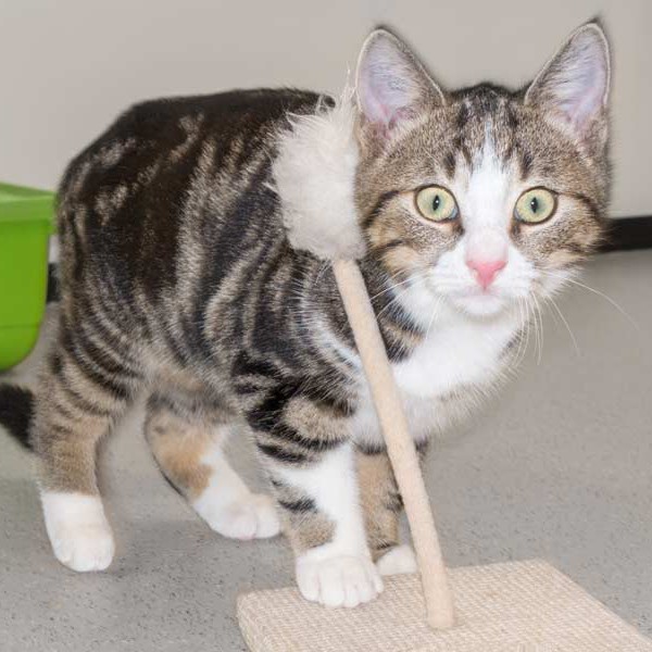 Kater Joda / © 2015 Arche KaNaum (NH)