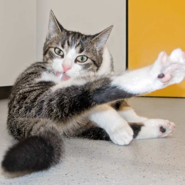 Kater Samu / © 2015 Arche KaNaum (NH)