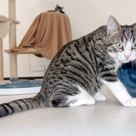 Kater Samu / © 2015 Arche KaNaum (NH)