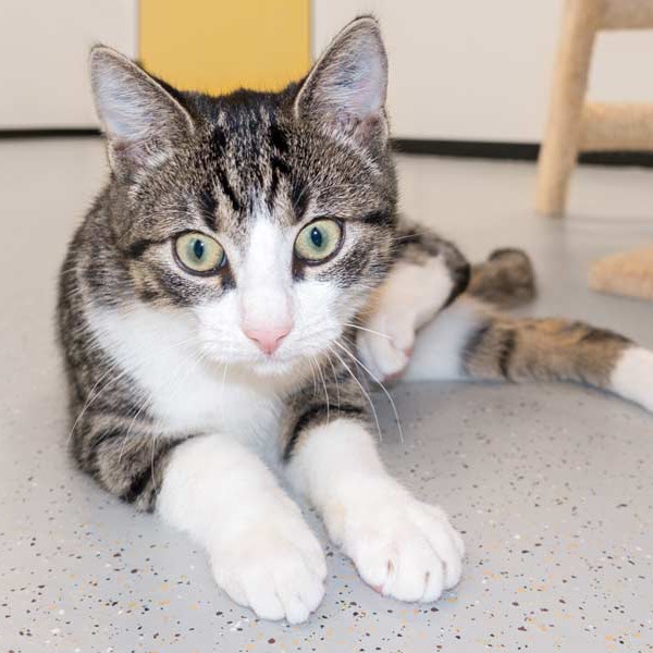 Kater Samu / © 2015 Arche KaNaum (NH)