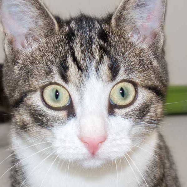 Kater Samu / © 2015 Arche KaNaum (NH)