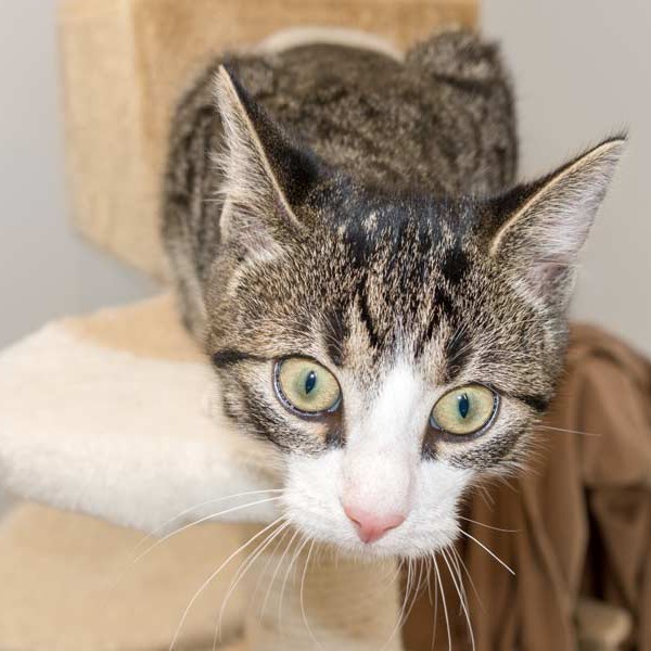 Kater Samu / © 2015 Arche KaNaum (NH)