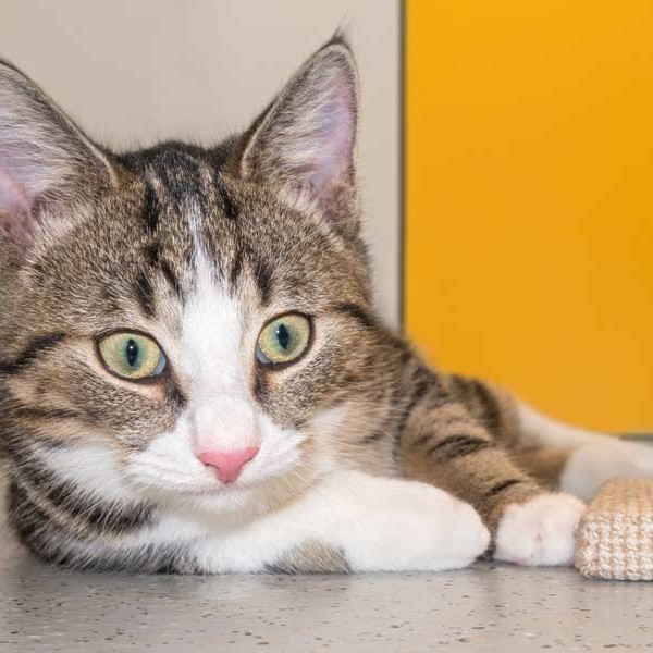 Kater Joda / © 2015 Arche KaNaum (NH)