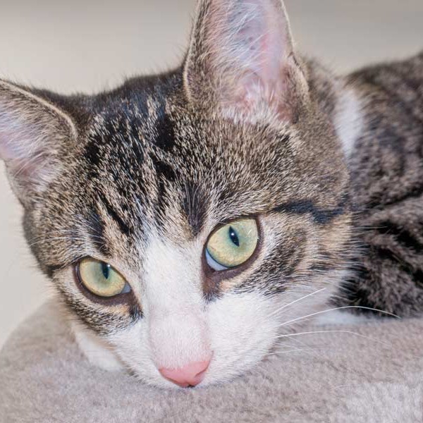 Kater Samu / © 2015 Arche KaNaum (NH)