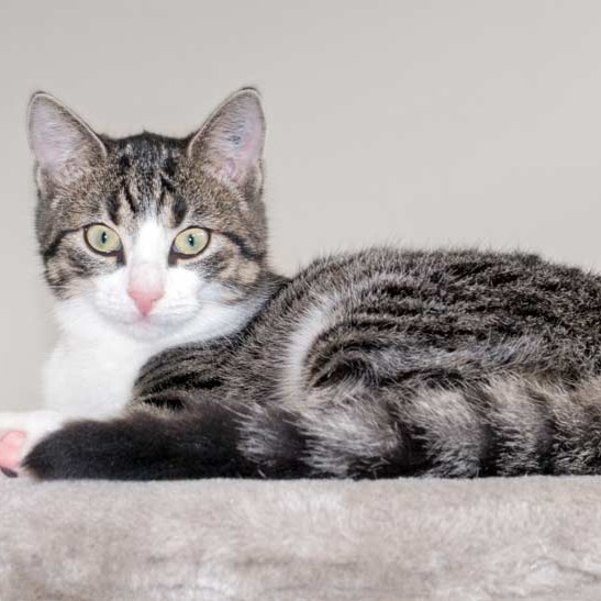 Kater Samu / © 2015 Arche KaNaum (NH)