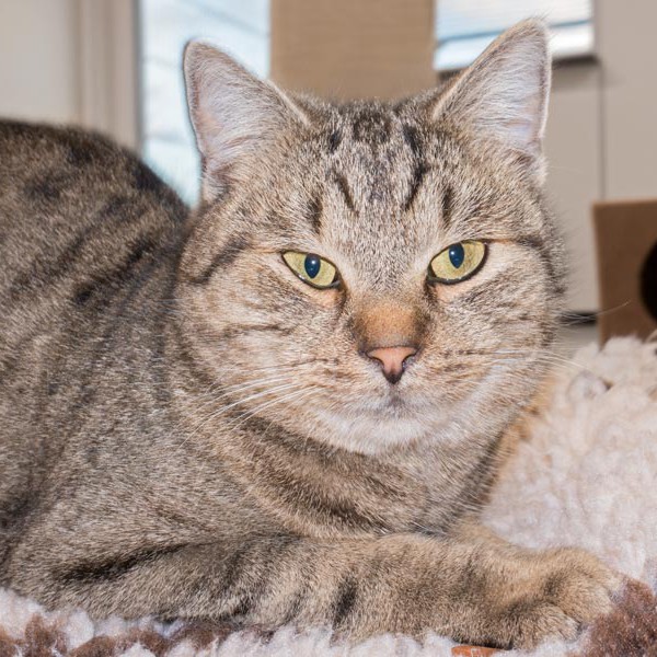 Kater Mario / © 2015 Arche KaNaum (NH)