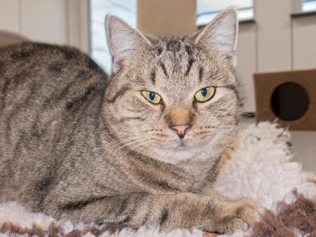 Kater Mario / © 2015 Arche KaNaum (NH)