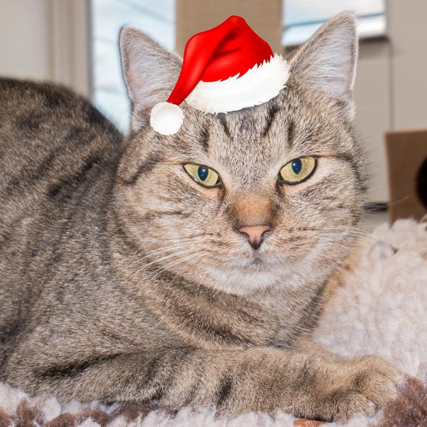 Kater Mario im Weihnachtsdress / © 2015 Arche KaNaum (NH)