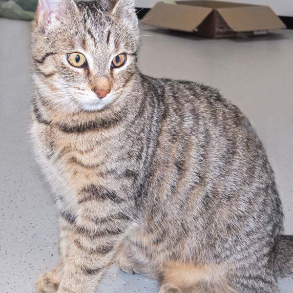 Kätzin Flora / © 2015 Arche KaNaum (NH)