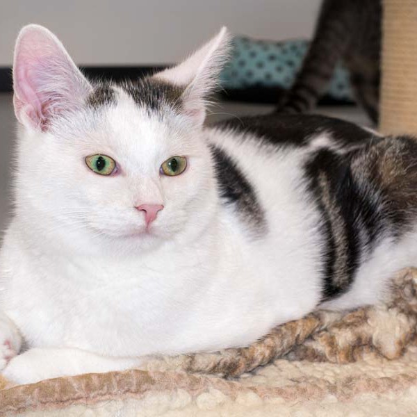 Kater Muckel / © 2015 Arche KaNaum (NH)