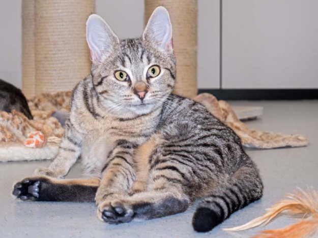 Kätzin Sofie / © 2015 Arche KaNaum (NH)