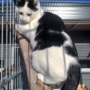 Kater Niko / © 2015 Arche KaNaum (DN) Kater Niko / © 2015 Arche KaNaum (DN)