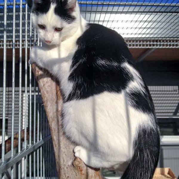 Kater Niko / © 2015 Arche KaNaum (DN)