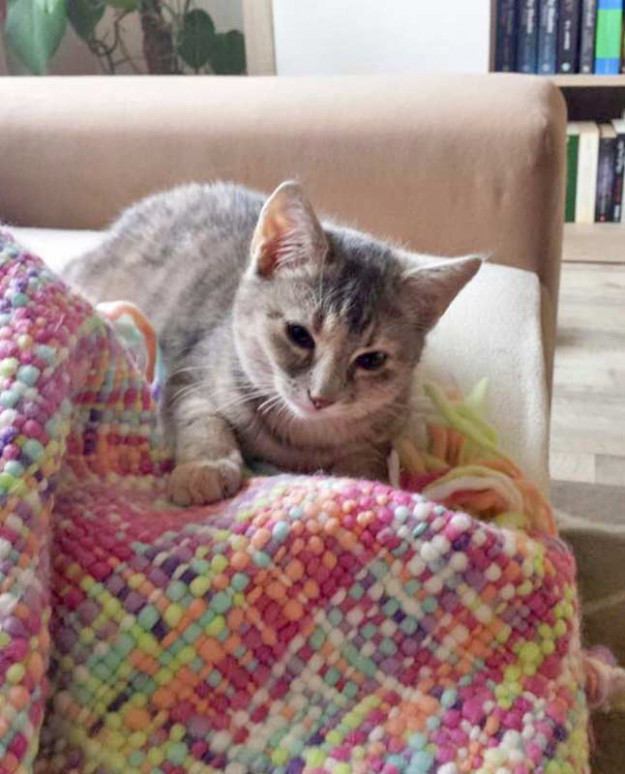 Kätzin Farina im neuen Zuhause / © 01.12.'15 Privat