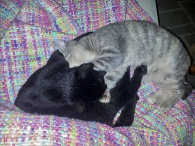 Kätzin Farina (r.) und Kater Casper (aka "Uno") im neuen Zuhause / © 01.12.'15 Privat