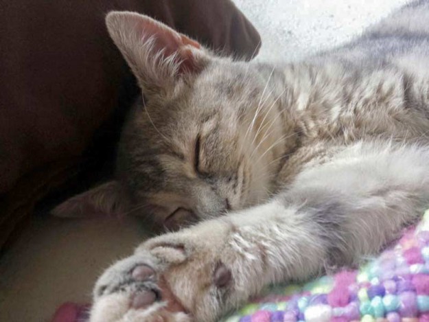 Kätzin Farina im neuen Zuhause / © 01.12.'15 Privat