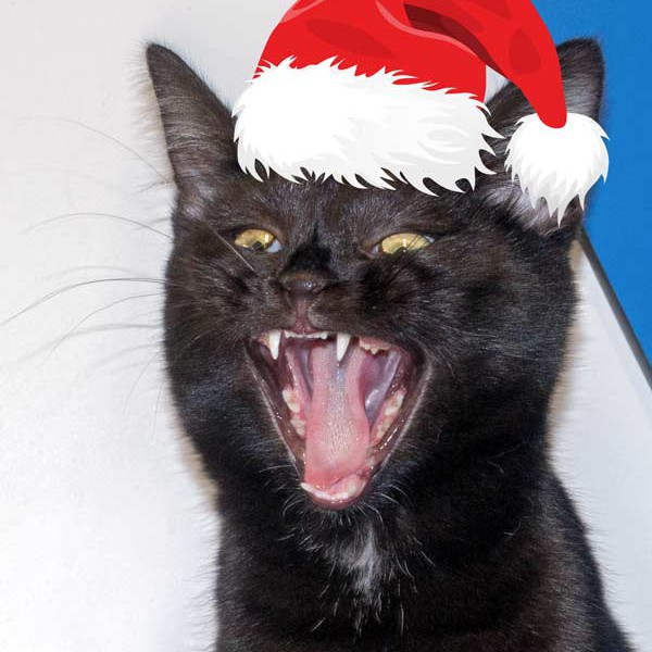 Kätzin Cleo im Weihnachtsdress  /  © 2015 Arche KaNaum (NH) Kätzin Cleo im Weihnachtsdress / © 2015 Arche KaNaum (NH)