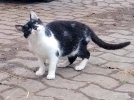 Streunerkater Wall-E / © 2015 Streunerhilfe Ni-No