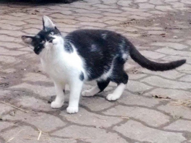 Streunerkater Wall-E / © 2015 Streunerhilfe Ni-No