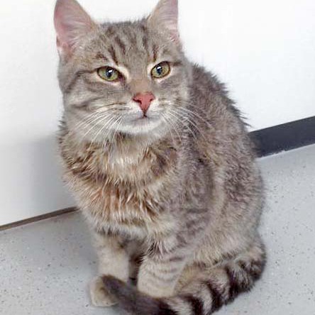 Zugelaufen: Kater Mr. Grey / © 2015 Arche KaNaum (DN) Zugelaufen: Kater Mr. Grey / © 2015 Arche KaNaum (DN)