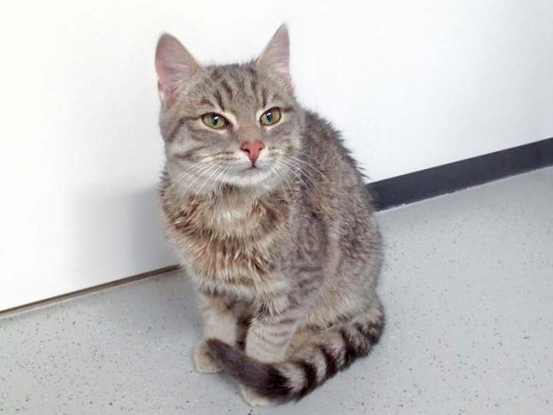 Zugelaufen: Kater Mr. Grey / © 2015 Arche KaNaum (DN)