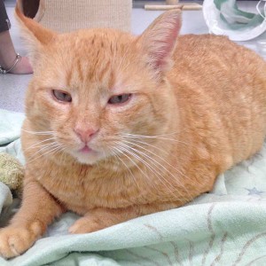 Kater Janbo / © 2015 Arche KaNaum (DN)