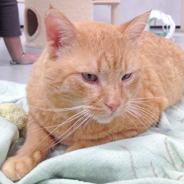 Kater Janbo / © 2015 Arche KaNaum (DN) Kater Janbo / © 2015 Arche KaNaum (DN)