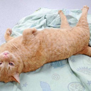 Kater Janbo / © 2015 Arche KaNaum (DN)