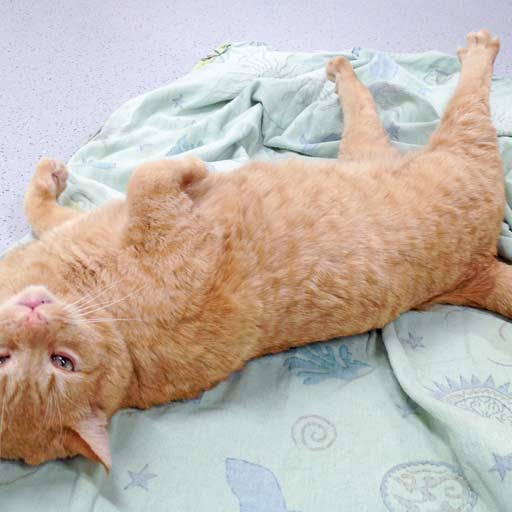 Kater Janbo / © 2015 Arche KaNaum (DN) Kater Janbo / © 2015 Arche KaNaum (DN)