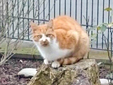 Zugelaufen: Rot-weiße(r) Katze od. Kater / © 2015 Privat