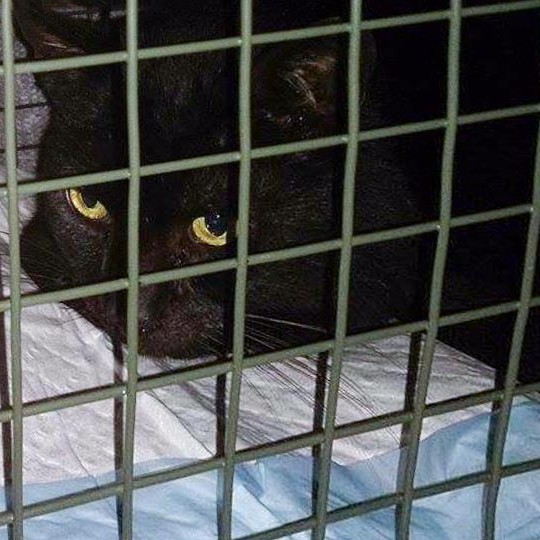 Streunerkater Bruno kurz nachdem er in die Falle ging / © 2015 Streunerhilfe Ni-No