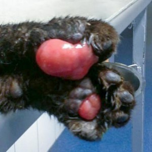 Die betroffenen Vorderpfoten von Bruno vor der Behandlung / © 2015 Streunerhilfe Ni-No