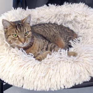 Kater Luigi / © 2015 Arche KaNaum (DN)