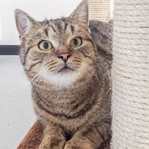 Kater Mario / © 2015 Arche KaNaum (DN)