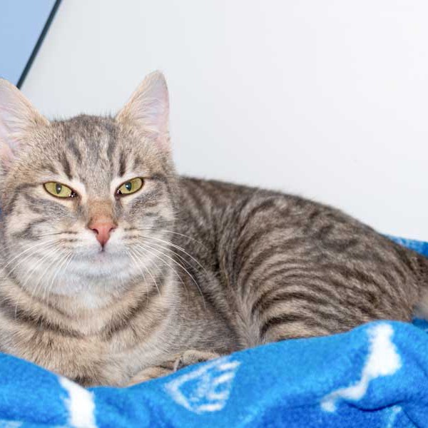 Kater Mr. Grey / © 2015 Arche KaNaum (NH) Kater Mr. Grey / © 2015 Arche KaNaum (NH)