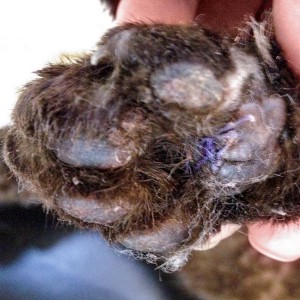 ... und nach der Behandlung / © 2015 Arche KaNaum (DN)