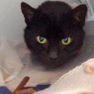 2 Tage nach seiner OP und mit Kaustängelchen vor der Nase guckt Bruno schon etwas entspannter / © 2015 Arche KaNaum (DN)