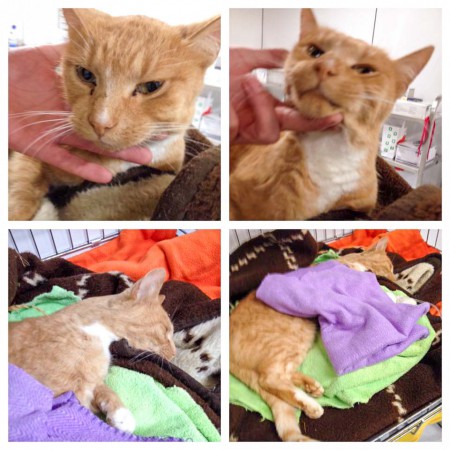 Rot-weißer Fundkater aus Massenhausen / © 2015 Arche KaNaum (DN)