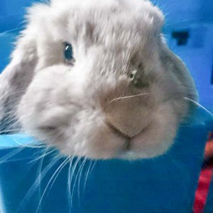 Zugelaufen: Weißes Kaninchen / © 2015 4-Pfotenland (KK) Zugelaufen: Weißes Kaninchen / © 2015 4-Pfotenland (KK)