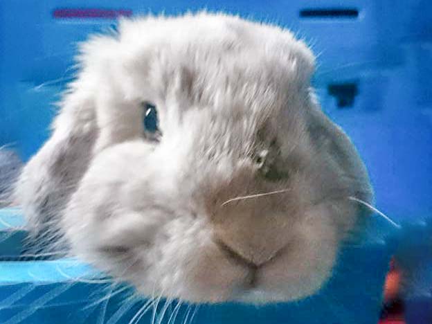 Zugelaufen: Weißes Kaninchen / © 2015 4-Pfotenland (KK)