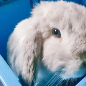 Zugelaufen: Weißes Kaninchen / © 2015 4-Pfotenland (KK) Zugelaufen: Weißes Kaninchen / © 2015 4-Pfotenland (KK)