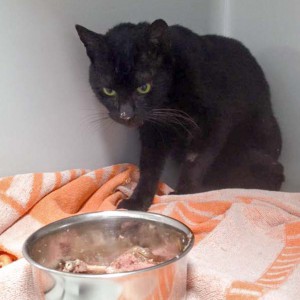 Kater Bruno / © 2015 Arche KaNaum (DN)