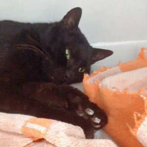 Kater Bruno / © 2015 Arche KaNaum (DN)