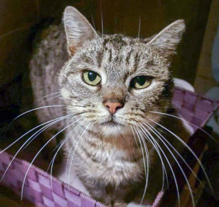 Zugelaufen: Grau-getigerte Kätzin / © 2015 Privat
