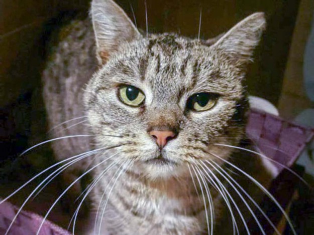 Zugelaufen: Grau-getigerte Kätzin / © 2015 Privat