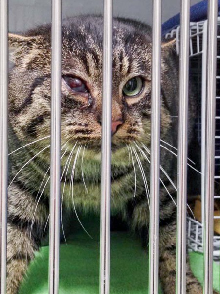 Streuner-Kater Captain Hook / © 2015 Arche KaNaum (DN)